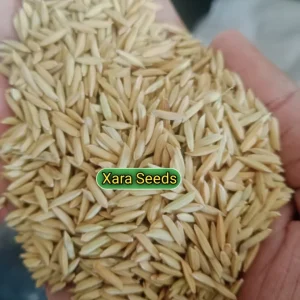 রড মিনিকেট (২ কেজি)