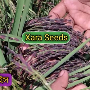 ব্ল্যাক রাইস (২ কেজি)